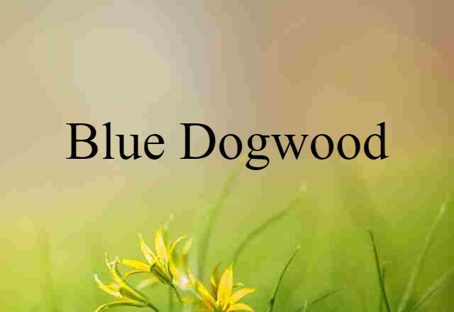 blue dogwood