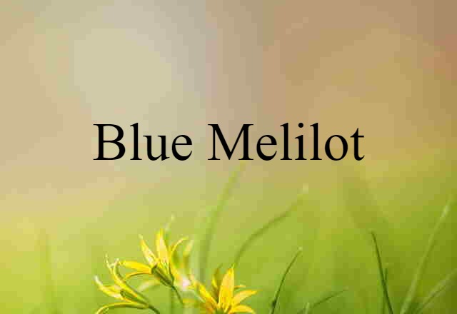 blue melilot