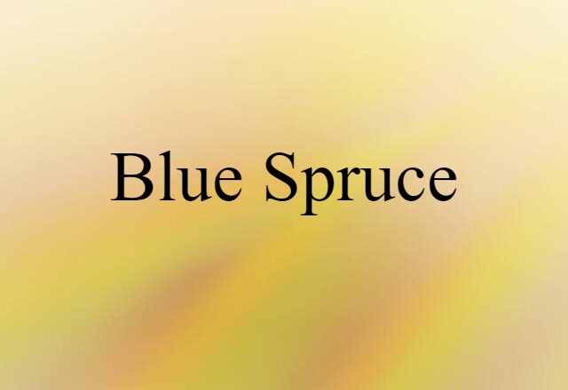 Blue Spruce (noun) Definition, Meaning & Examples