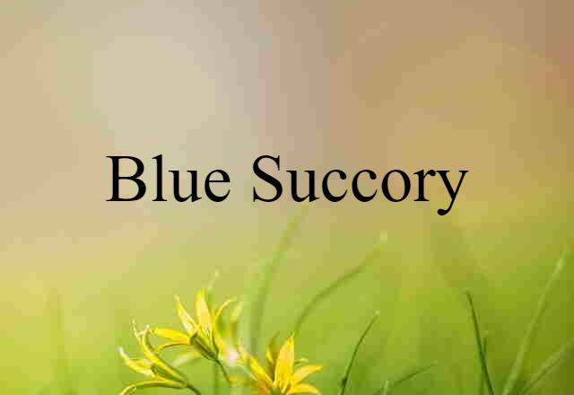 blue succory