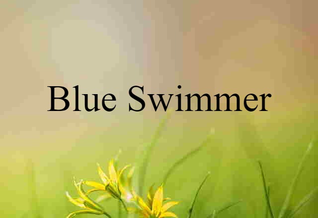 blue swimmer