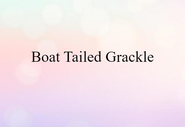 Boat-tailed Grackle (noun) Definition, Meaning & Examples