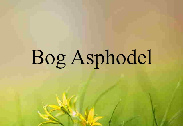 Bog Asphodel (noun) Definition, Meaning & Examples