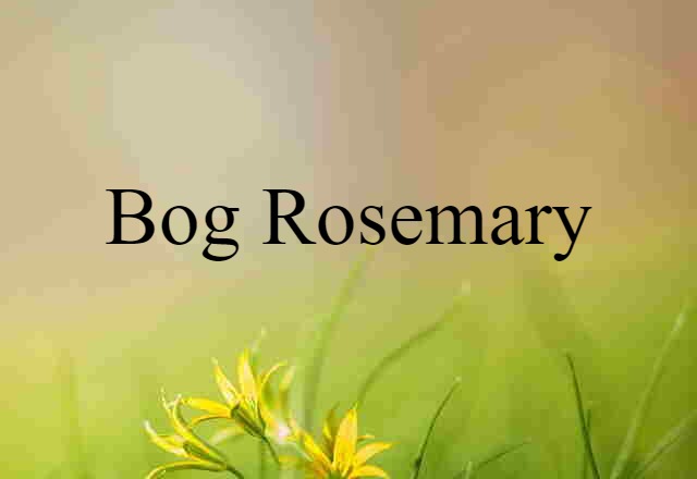 bog rosemary