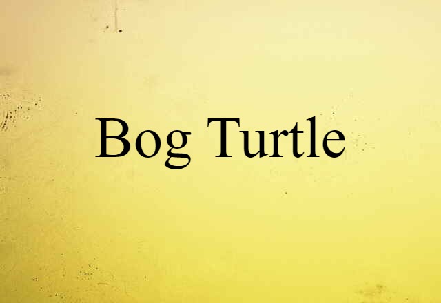 Bog Turtle (noun) Definition, Meaning & Examples