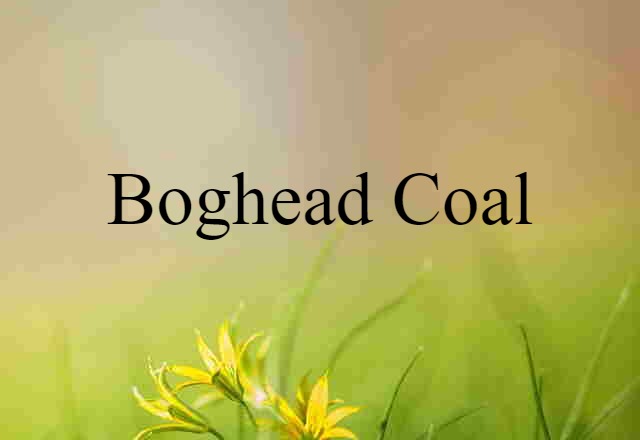 boghead coal