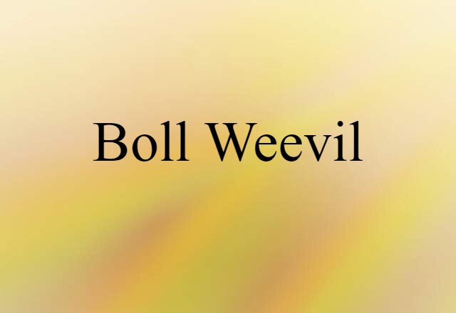 boll weevil