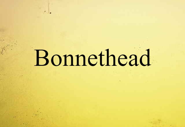 Bonnethead (noun) Definition, Meaning & Examples