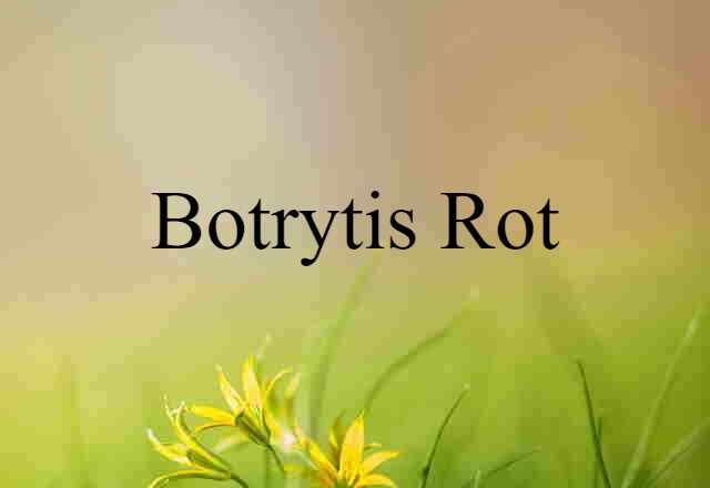 botrytis rot