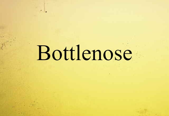 Bottlenose (noun) Definition, Meaning & Examples