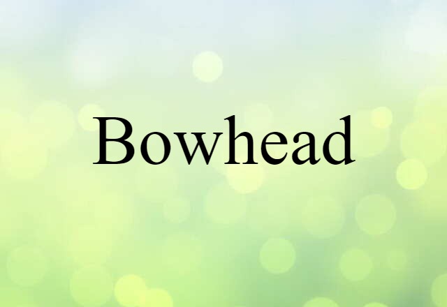 bowhead