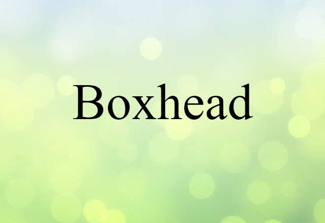 Boxhead (noun) Definition, Meaning & Examples