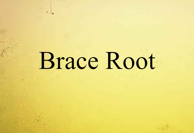 Brace Root (noun) Definition, Meaning & Examples