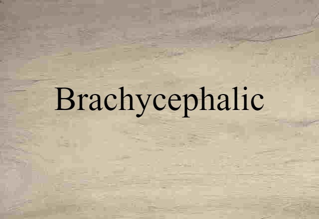 brachycephalic