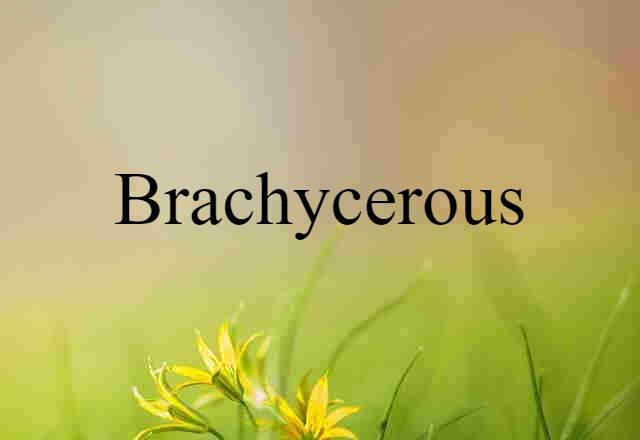 Brachycerous (noun) Definition, Meaning & Examples