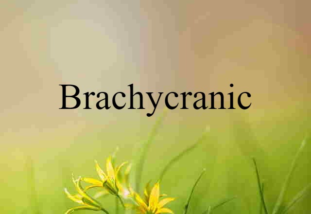 Brachycranic (noun) Definition, Meaning & Examples