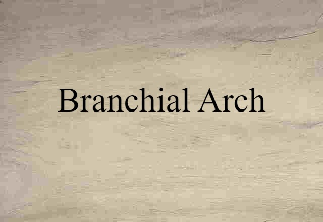 Branchial Arch (noun) Definition, Meaning & Examples