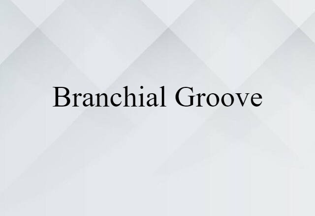 branchial groove