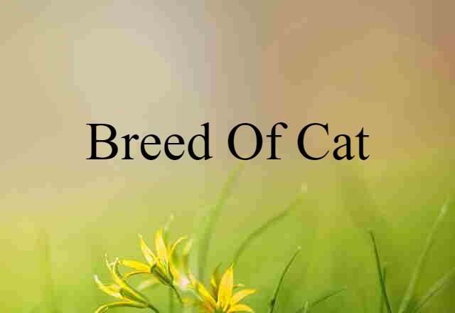 Breed Of Cat (noun) Definition, Meaning & Examples