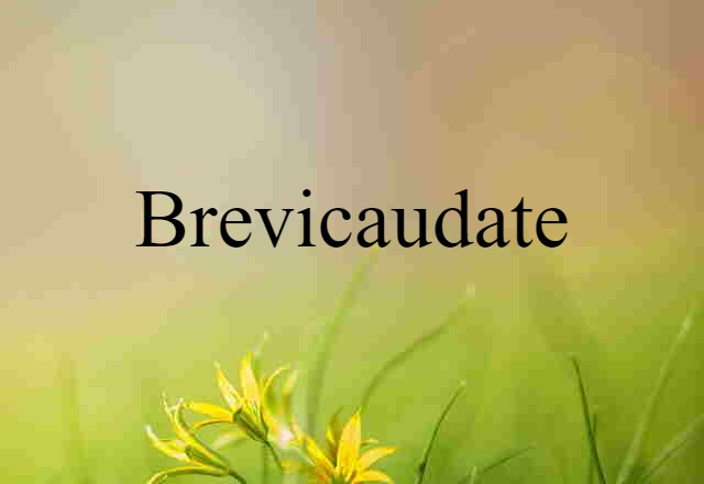 brevicaudate