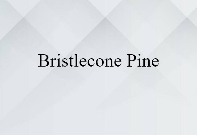 bristlecone pine