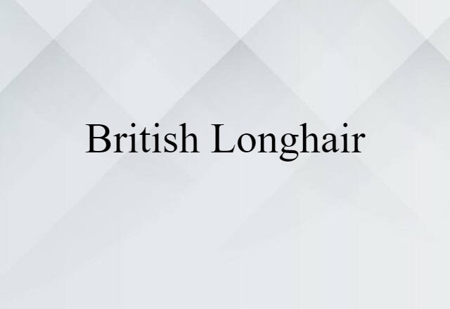 British longhair