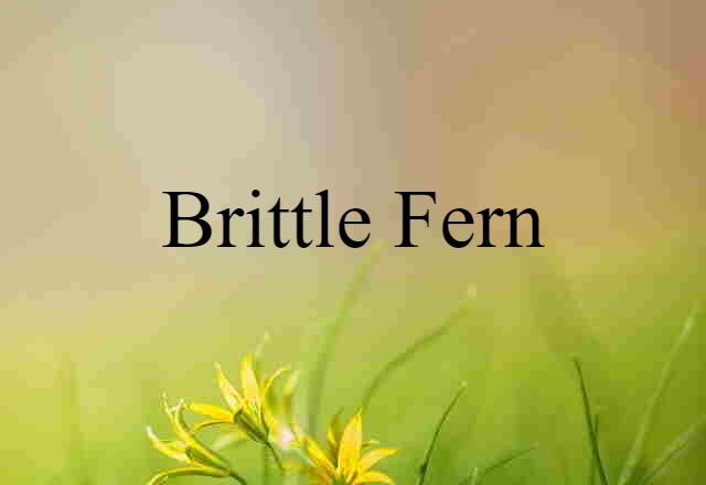 Brittle Fern (noun) Definition, Meaning & Examples