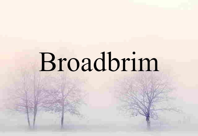 broadbrim