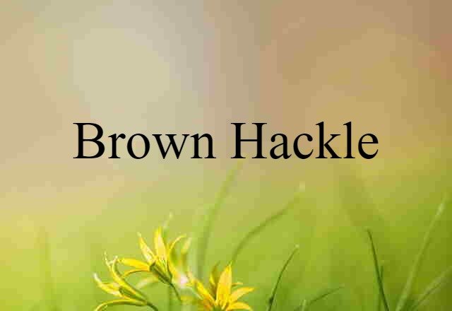 brown hackle