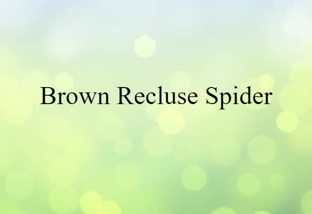 brown recluse spider