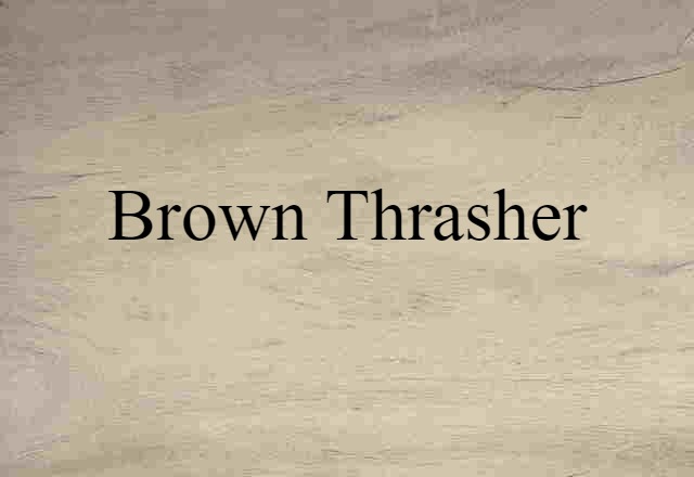 Brown Thrasher (noun) Definition, Meaning & Examples