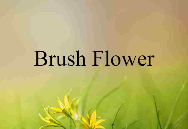 brush flower