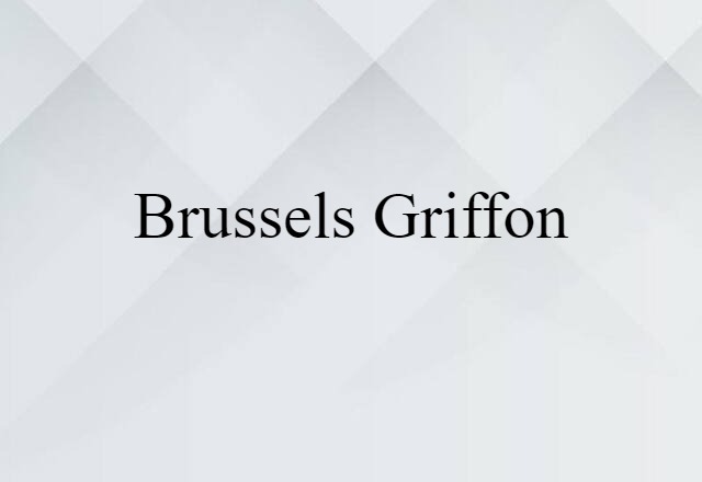 Brussels griffon