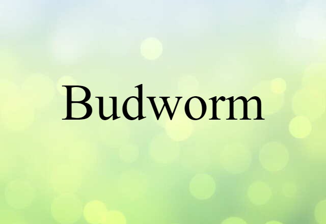 budworm