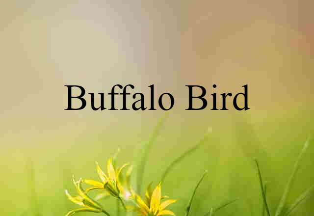 buffalo bird