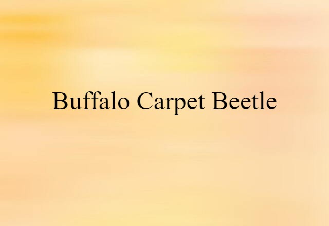 Buffalo Carpet Beetle (noun) Definition, Meaning & Examples