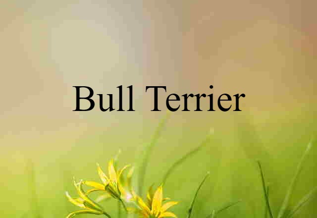 bull terrier