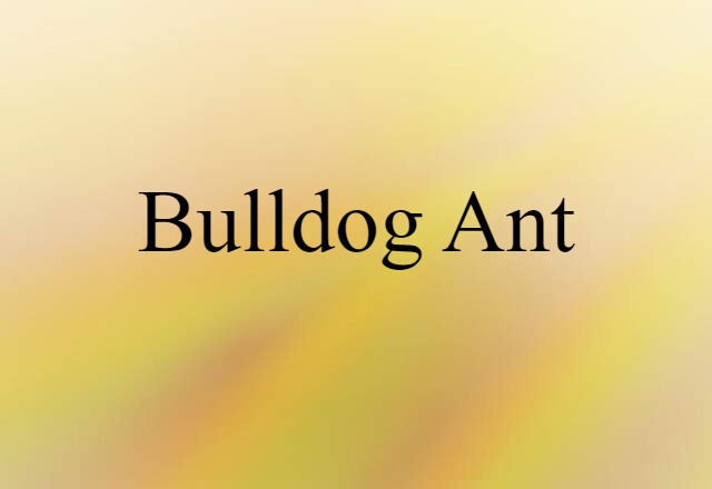 bulldog ant