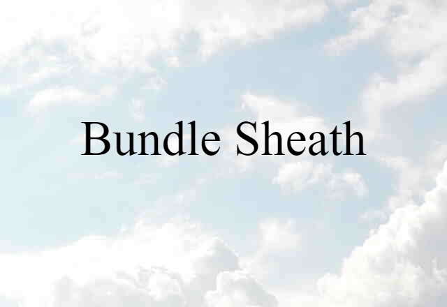 Bundle Sheath (noun) Definition, Meaning & Examples