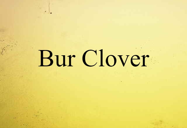 bur clover