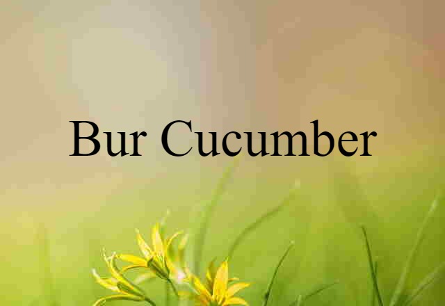 bur cucumber