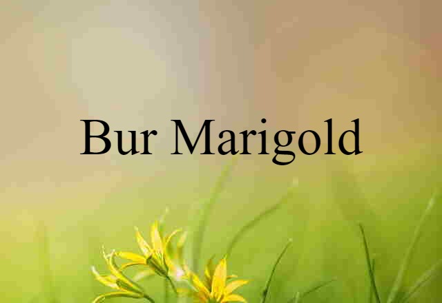 bur marigold