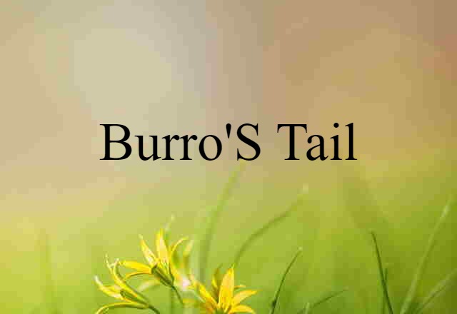 Burro's Tail (noun) Definition, Meaning & Examples