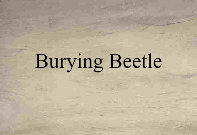 Burying Beetle (noun) Definition, Meaning & Examples