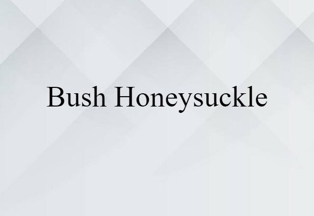 Bush Honeysuckle (noun) Definition, Meaning & Examples