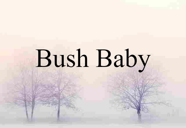 Bush Baby (noun) Definition, Meaning & Examples