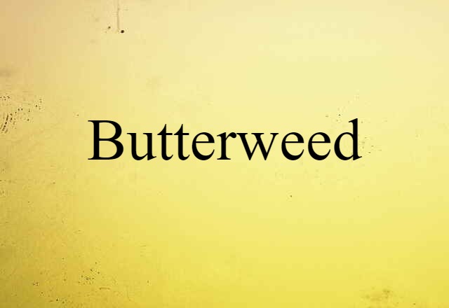 Butterweed (noun) Definition, Meaning & Examples