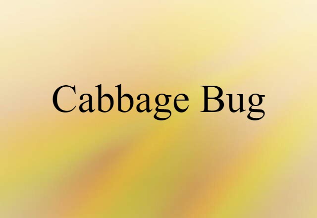 cabbage bug