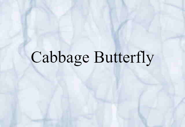 cabbage butterfly