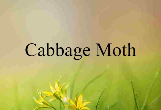 cabbage moth